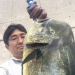 ７月１６日　シイラ　太刀魚　ソーダ鰹　サワラ