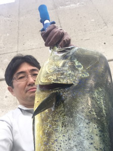 ７月１６日　シイラ　太刀魚　ソーダ鰹　サワラ