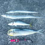 １０月５日　ハマチ　太刀魚　シイラ　イシガキ