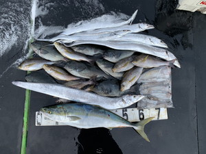 １１月１８日　グレ　メジロ　太刀魚　　　　イサギ　アオリイカ　サバ　