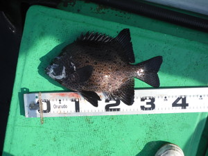 ５月５日　太刀魚　サワラ　ヒラメ　アオリイカ　