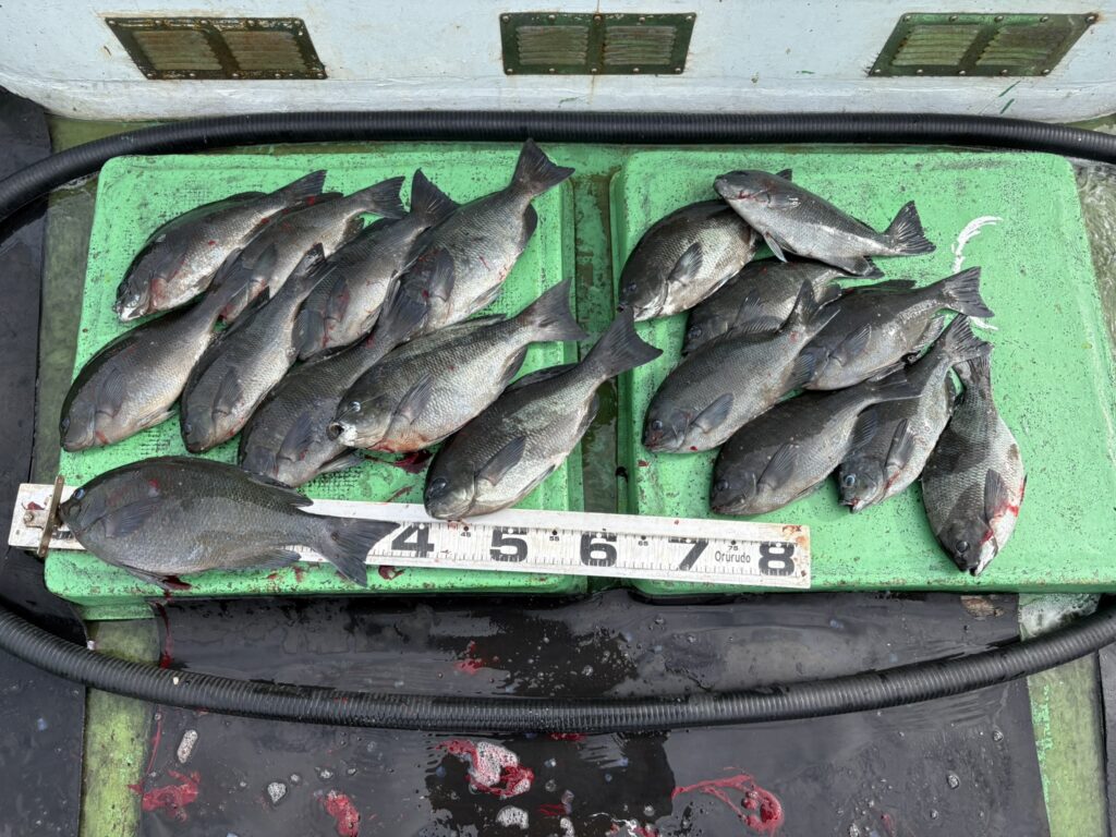 ４月１３日　サゴシ　グレ　